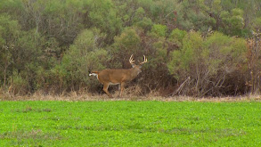 Team Primos Hunt Deer in Mississippi thumbnail