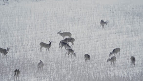 Deer Hunting in Legendary Buffalo County thumbnail