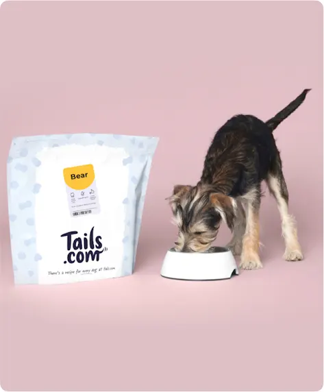 A dog eats its customized dog food order from Tails.com.