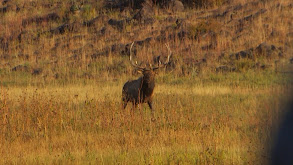 Elk in Colorado thumbnail