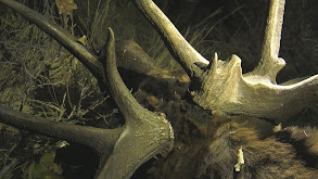 Colorado Elk with the Eastmans' Hunt Winner thumbnail