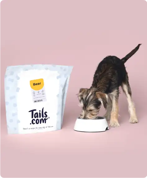 Chien mangeant dans une gamelle à côté d’un sac de nourriture pour chiens
