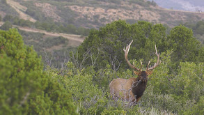 Colorado Elk with BRCC thumbnail