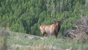 R&K Utah Elk thumbnail