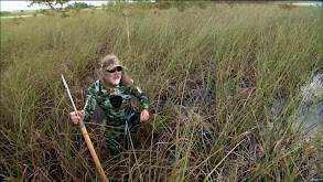 Sawgrass Swamp Encounters thumbnail