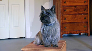 Bernese Mountain Dog, Afghan, Portuguese Water Dog, Cairn Terrier, Alaskan Malamute thumbnail