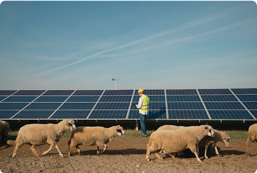 A solar farmer worker with a line of sheep walking by in the foreground.