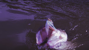 Big Largemouth Bass of North Carolina thumbnail