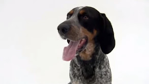Bluetick Coonhound, Brussels Griffon, Swedish Lapphound, Petit Basset Griff thumbnail