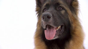 Border Collie, Chinese Crested, English Mastiff, Italian Greyhound, Lhasa Apso thumbnail