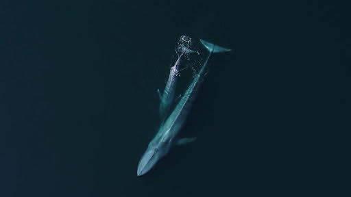 Two fin whales above water
