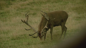 Red Stag thumbnail