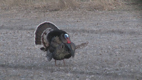 Turkey Hunting the Prairie State Part 1 thumbnail