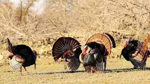Wild Turkey Talk II thumbnail