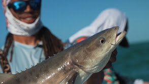 Cobia and jumbo Kingfish in Florida Bay Using AFW Wire thumbnail
