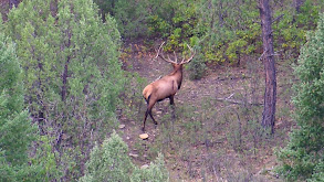 Colorado Elk with the 2022 Eastmans' Hunt Winner thumbnail
