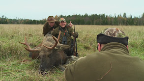 Moose Hunting in Estonia thumbnail
