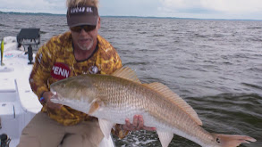 Monster Red Drum on the Neuse River thumbnail