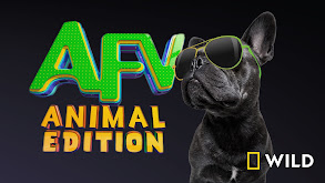 America's Funniest Home Videos: Animal Edition thumbnail