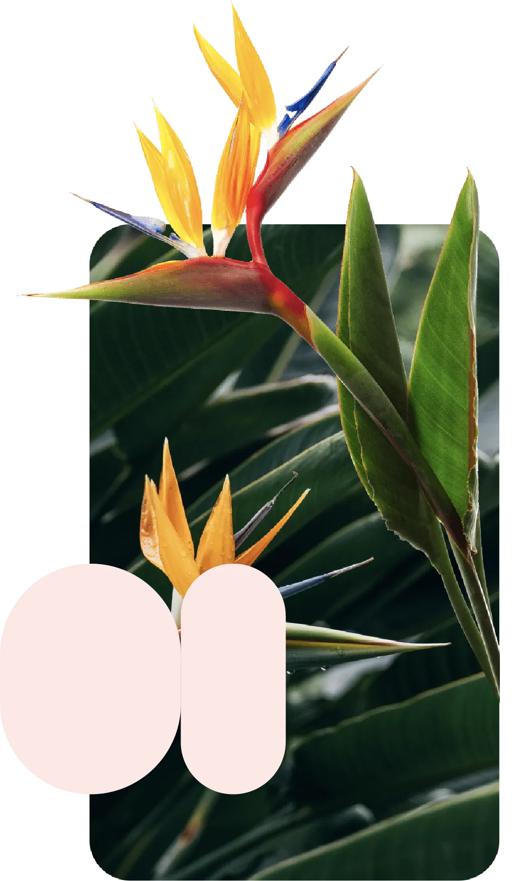 An image of a Lens identify use case showing Birds of Paradise plants with overlaying pink shapes and a product card.