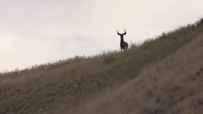 Bowhunting Montana Mule Deer thumbnail