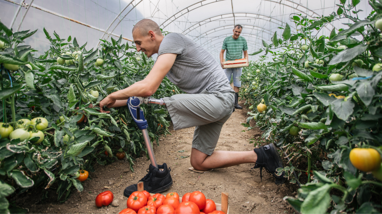 A person kneeling to pick tomatoes in a greenhouse