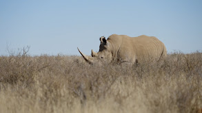 The Rhino Project thumbnail