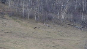 Colorado Mule Deer for Deer Week thumbnail