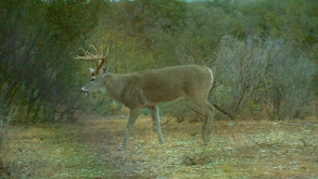 Team Primos Hunts Deer in Mexico thumbnail