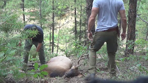 Quartering and Field Dressing an Elk Fast thumbnail