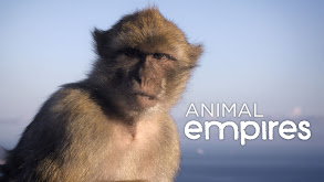 Animal Empires thumbnail