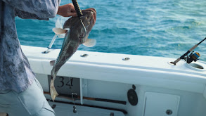 Grouper Opening Day with the Stockingers thumbnail
