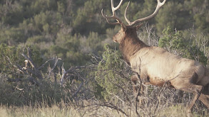 New Mexico Dream Bull , Part 2 thumbnail