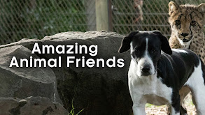 Amazing Animal Friends thumbnail