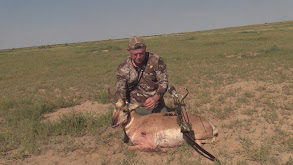 Pronghorn Antelope in Colorado thumbnail