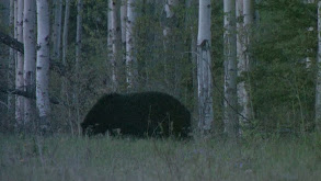 Spot & Stalk Black Bear Hunting thumbnail