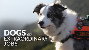 Dogs With Extraordinary Jobs thumbnail