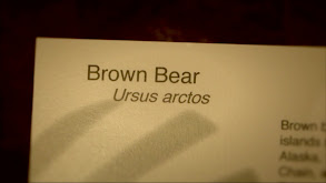 Alaskan Brown Bear thumbnail