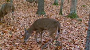 Deer Deception thumbnail