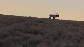 Bowhunting Public Land Elk, 2018 thumbnail