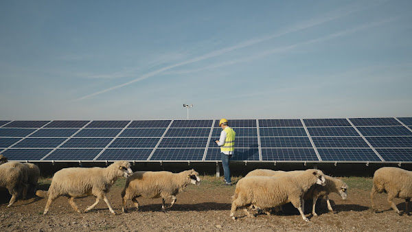 Rebaño de ovejas pasando al lado de unos paneles solares