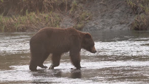 Coastal Alaskan Giants pt. 2 thumbnail