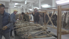 How Much is a Coyote Fur Worth? thumbnail