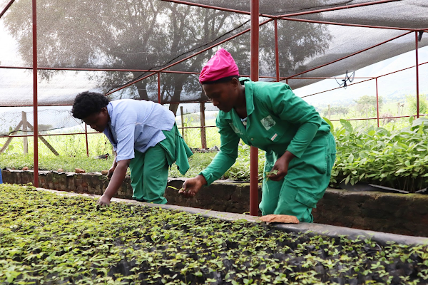Nursery attendants at Kasese Youth Polytechnic (one of the FVW UG partners) weeding the nursery