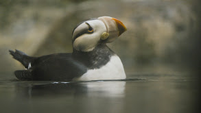 Much Ado About Puffin thumbnail