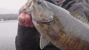 Small Lakes: Huge Wisconsin Smallmouth thumbnail