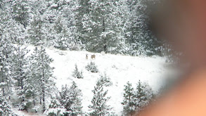 Brotherhood, Badlands, and Pack Llamas: Montana Mule Deer thumbnail