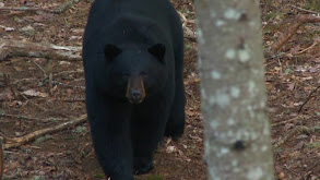 New Brunswick Bear Hunting thumbnail