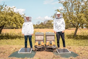 Scopri il team che usa il machine learning per contribuire a salvare le api in tutto il mondo