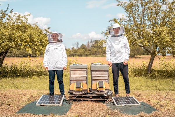 Meet the team using machine learning to help save the world's bees